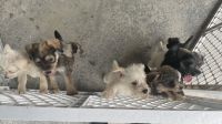 Schnauzer Puppies for sale in Staley, NC 27355, USA. price: $200