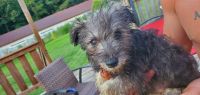 Schnauzer Puppies for sale in Albertville, AL 35951, USA. price: $700