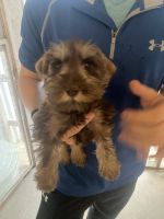 Schnauzer Puppies for sale in West Plains, MO 65775, USA. price: $800