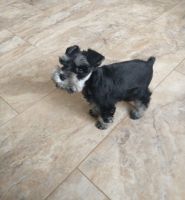 Schnauzer Puppies for sale in Coeur d'Alene, ID, USA. price: $2,000