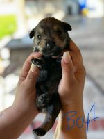 Schnauzer Puppies for sale in Rialto, CA, USA. price: $500
