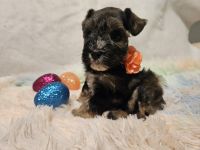 Schnauzer Puppies for sale in Conroe, Texas. price: $990