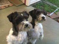Schnauzer Puppies for sale in Cedar Park, Texas. price: $100