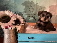 Schnauzer Puppies for sale in Jasper, Tennessee. price: $450