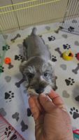 Schnauzer Puppies for sale in Los Angeles, CA, USA. price: $650