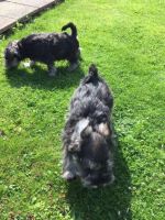 Schnauzer Puppies for sale in New York Ave NW, Washington, DC, USA. price: $400