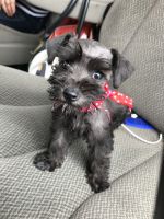 Schnauzer Puppies for sale in Katy, TX, USA. price: $475