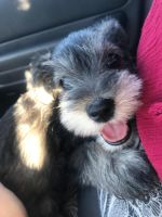 Schnauzer Puppies for sale in Manteca, CA, USA. price: $650