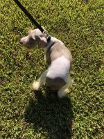 Schnauzer Puppies for sale in Rock Hill, SC, USA. price: $550