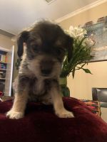 Schnauzer Puppies for sale in Camarillo, CA 93010, USA. price: $1,250