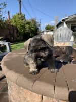 Schnauzer Puppies for sale in Camarillo, CA 93010, USA. price: $1,300