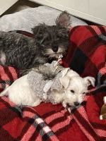 Schnauzer Puppies for sale in Andrews, TX 79714, USA. price: $700