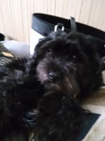 Schnauzerdoodledor Puppies for sale in Mount Carroll Historic District, IL 61053, USA. price: $600