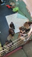 Schnauzerdor Puppies for sale in Long Beach, California. price: $1,000