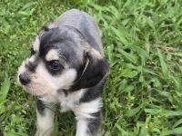 Schnauzerdor Puppies for sale in Ennis, Texas. price: $550