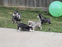 Schnauzerdor Puppies Photos