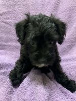 Schnoodle Puppies for sale in Lebanon, KY 40033, USA. price: $650