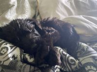 Schnoodle Puppies for sale in Tulsa, OK, USA. price: $3,000