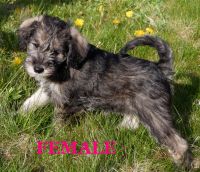 Schnoodle Puppies for sale in Spokane, WA, USA. price: $1,200