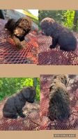 Schnoodle Puppies for sale in Salisbury, NC, USA. price: $800