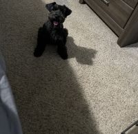 Schnoodle Puppies for sale in Columbia, SC, USA. price: $1,000
