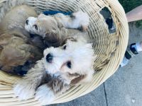 Schnoodle Puppies for sale in McCook, NE 69001, USA. price: $950