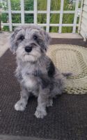 Schnoodle Puppies for sale in Spokane, WA, USA. price: $850