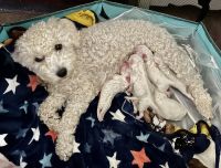 Schnoodle Puppies for sale in Albuquerque, NM 87124, USA. price: $1,500