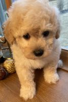 Schnoodle Puppies for sale in Greenville, SC, USA. price: $1,000