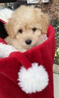 Schnoodle Puppies for sale in Greenville, SC, USA. price: $1,000