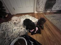 Schnoodle Puppies for sale in Portland, OR, USA. price: $1,200
