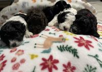 Schnoodle Puppies for sale in Columbia, SC, USA. price: $850