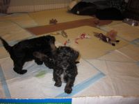 Schnoodle Puppies for sale in Mission, BC, Canada. price: $1,000