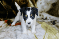 Schnoodle Puppies for sale in Fort Lauderdale, FL, USA. price: $1,800