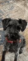 Schnoodle Puppies for sale in Chase, MI 49623, USA. price: $500