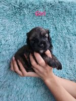 Schnoodle Puppies for sale in Raceview, Queensland. price: $1,500