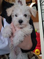 Schnoodle Puppies for sale in Alliance, OH 44601, USA. price: $450
