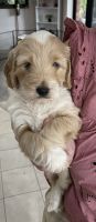 Schnoodle Puppies for sale in Darwin, Northern Territory. price: $3,000