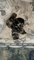 Schnoodle Puppies for sale in Kansas City, Missouri. price: NA