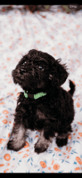 Schnoodle Puppies for sale in Warburton, Victoria. price: $1,800