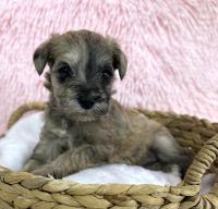 Schnoodle Puppies for sale in Middlebury, Indiana. price: $1,700