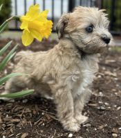 Schnoodle Puppies for sale in Middlebury, Indiana. price: $1,700