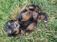 Schnoodle Puppies for sale in Livingston, Texas. price: $500