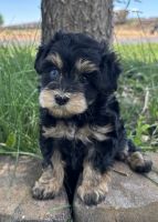 Schnoodle Puppies for sale in Snowflake, AZ 85937, USA. price: $2,800