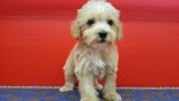 Schnoodle Puppies for sale in Akron, OH, USA. price: $700