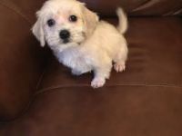 Schnoodle Puppies for sale in Cambridge, MA, USA. price: $300