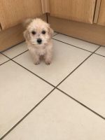 Schnoodle Puppies for sale in Cambridge, MA, USA. price: $400