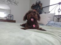 Schnoodle Puppies for sale in Talbott, TN, USA. price: $600