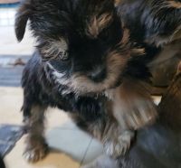 Schnorkie Puppies for sale in Coquille, Oregon. price: $500