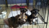 Schnorkie Puppies for sale in Tampa, FL, USA. price: $750